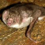 Учёные разобрались, почему летучим мышам-вампирам нравится кровь