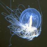 Медуза turritopsis nutricula способна омолаживаться