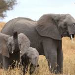 Слоны обладают лучшим в мире обонянием
