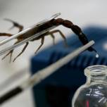 Яд скорпиона может вылечить синдром бругала