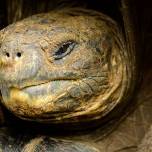 Галапагосским черепахам больше не грозит вымирание