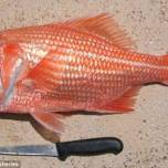 У берегов австралии выловили самую старую рыбу в мире