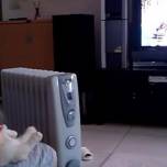 Почти человек: кот проводит свой выходной сидя у телевизора