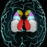 Почему у людей размер головного мозга разный