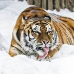 Амурская тигрица таня научилась катать снежные шары