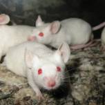 Клетки мышей в стрессе спасли от депрессии их сородичей