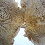 Хищные грибы используют те же уловки, что и иммунитет человека