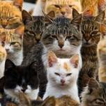 Шесть кошек на человека: остров аошима