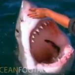 Рыбак погладил белую акулу по голове, совершенно не опасаясь ее