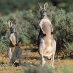 В Австралии самка кенгуру сбила беспилотник