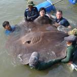 Крупнейшую в мире пресноводную рыбу поймали в таиланде