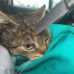 В крыму ветеринары спасли кота, которого ударили ножом в голову
