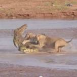 Дерзкое нападение львов на крокодила