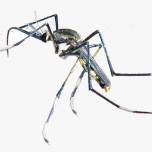 Toxorhynchites — один из немногих не кровососущих комаров
