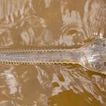 Гигантскую рыбу-пилу заподозрили в непорочном зачатии