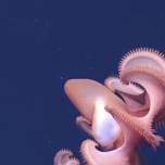 Неизвестные глубоководные существа впервые засняты на видео