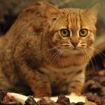 Пятнисто-Рыжая кошка (лат. prionailurus rubiginosus)