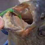 В сша выловили редкую рыбу с человеческими зубами – паку