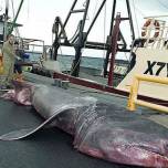 В австралии поймана редкая гигантская акула