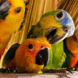 Ученые выяснили, почему попугаи так хорошо имитируют голоса