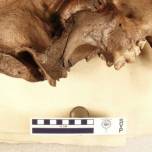 Палеонтологи раскрыли секрет зубов древних саблезубых кошек