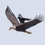 Пернатый джигит: ворона оседлала летящего белоголового орлана