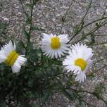 Цветы-Мутанты из фукусимы