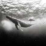 Подводный мир ануара патьяне (anuar patjane)