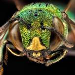 Портреты пчел в макрофотографиях сэма дроеджа