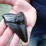 Хорват нашел среди речных ракушек зуб гигантской древней акулы