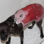 Обгоревшую собаку спасли при помощи кожи свиньи