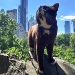 Лучшие фото из инстаграма о путешествиях с кошками