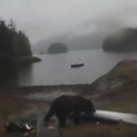 Туристка уговорила медведя не грызть ее байдарку
