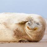 У тюленей нашли уникальные усы-синусоиды