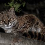 Чилийская кошка, или кодкод (лат. leopardus guigna)
