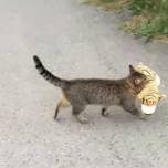 Самый популярный котик недели