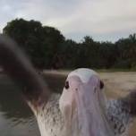Житель танзании научил осиротевшего пеликана ловить рыбу