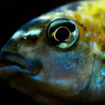 Морские рыбы благодаря «камуфляжу» становятся невидимыми в океане