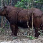 Суматранский носорог в зоопарке цинциннати