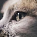 Фотографии кошек от фелисити берклиф