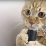 Кот, который не боится пылесоса