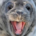 Ученые сняли на видео тюленя-каннибала