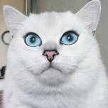 Нереально голубоглазый кот по кличке Коби
