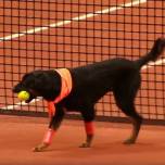 Бездомных собак заставили подносить мячи на чемпионате по теннису