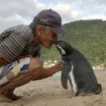 Пингвин ежегодно проплывает 5 тысяч километров, чтобы встретиться со спасшим его человеком