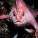 Пещерный ангел (лат. cryptotora thamicola) - рыба, которая умеет ходить