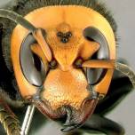 У пчел обнаружился «танец смерти»