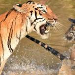 Фотограф снял купание тигренка мамой-тигрицей