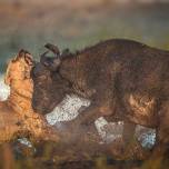 Как буйвол дал отпор двум львицам