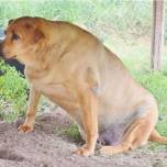Никто не знает, почему эта собака такая толстая